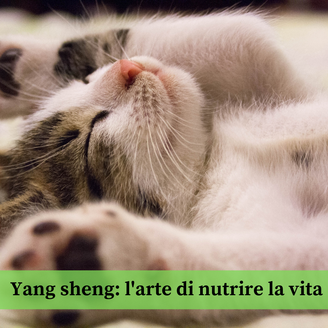 Yang sheng: l'arte di nutrire la vita ogni giorno